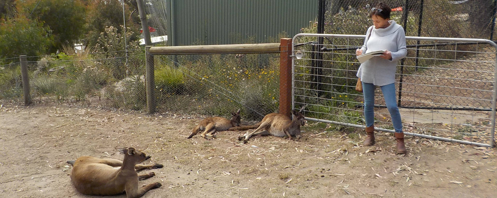At Work with Kangaroo Friends